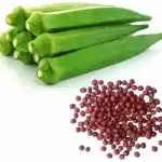 Hybrid Okra Seeds